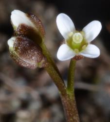 Cardamine dimidia. Top view of flower.
 Image: P.B. Heenan © Landcare Research 2019 CC BY 3.0 NZ